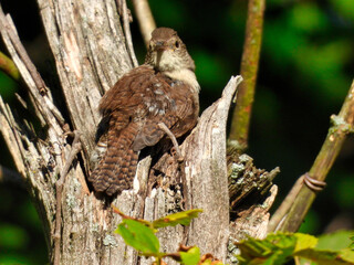 House wren bird perched in a broken off tree trunk looks over its wing toward the front with green foliage in the background a sunny summer day - part of series