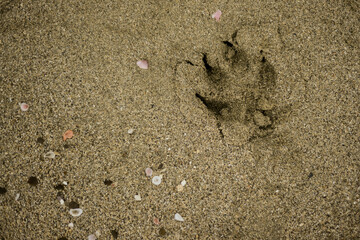 dog footprint on the sand