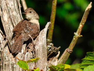 House wren bird perched in a broken off tree trunk looks over its wing with green foliage in the background a sunny summer day - part of series