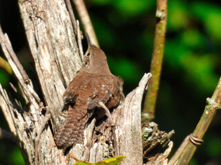 House wren bird perched in a broken off tree trunk looks up toward the sky with green foliage in the background a sunny summer day - part of series