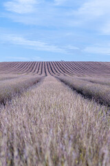Fototapeta na wymiar Lavender field in autumn.