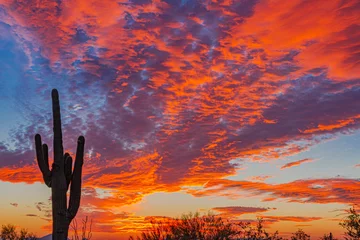 Fototapeten Ein feuriger Sonnenuntergang und ein silhouettierter Saguaro © TomR