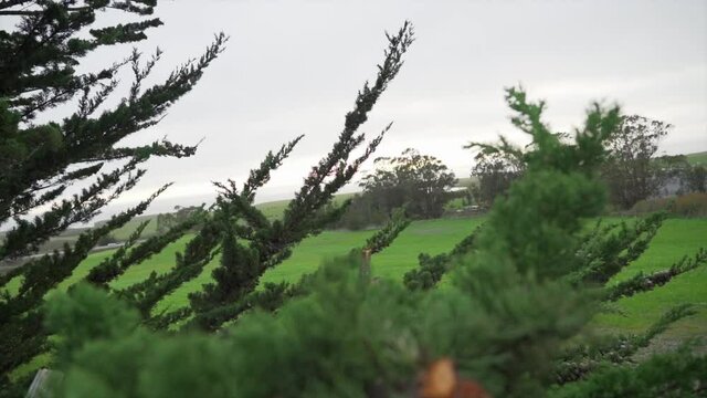 tree branches moving with the wind