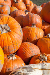 Pick your own pumpkin on farm from pumpkin patch.