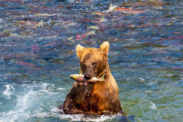 Brown bear proudly holding a sockeye salmon in her mouth.  The grizzly bear is hunting in Brooks...