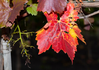 Vine on a black background. Vineyards in the autumn with red foliage. Transition of the vine to wintering. Viticulture. Winemaking.