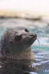水から顔を出すワモンアザラシ