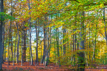 Trees in autumn colors in a forest in bright sunlight at fall, Baarn, Lage Vuursche, Utrecht, The Netherlands, November 9, 2020