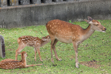 乳をねだる仔鹿