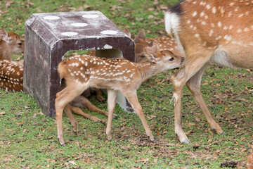 乳をねだる仔鹿