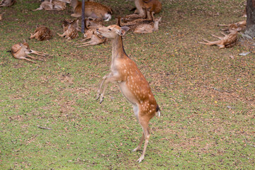 立ち上がる雌鹿と仔鹿の群れ