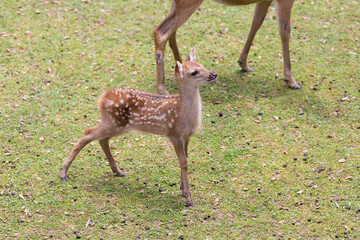 たたずむ仔鹿