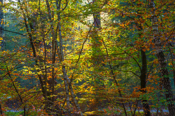 Fototapeta premium Trees in autumn colors in a forest in bright sunlight at fall, Baarn, Lage Vuursche, Utrecht, The Netherlands, November 9, 2020