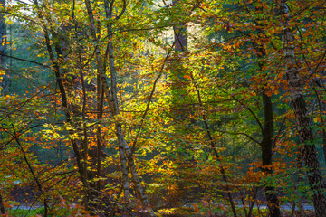 Trees in autumn colors in a forest in bright sunlight at fall, Baarn, Lage Vuursche, Utrecht, The Netherlands, November 9, 2020