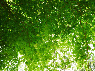 green leaves background