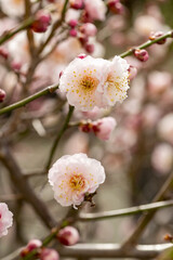 Plum blossoms in full bloom in Japan