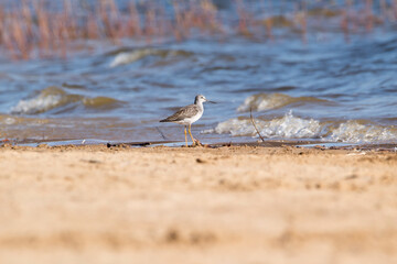 Shorebird and waves