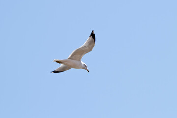 seagull flying in the sky