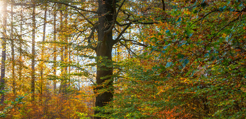 Trees in autumn colors in a forest in bright sunlight at fall, Baarn, Lage Vuursche, Utrecht, The Netherlands, November 9, 2020