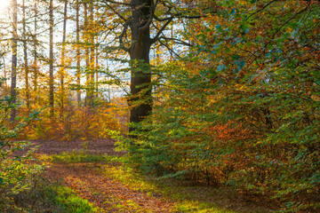 Trees in autumn colors in a forest in bright sunlight at fall, Baarn, Lage Vuursche, Utrecht, The Netherlands, November 9, 2020