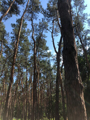 trees in the woods