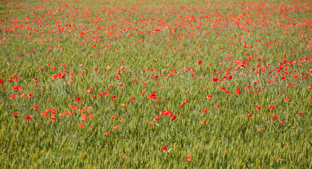 poppy fields in Provence France