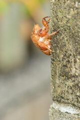 蝉の抜殻