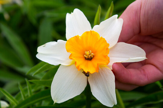 narciso