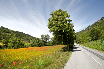 poppy fields in Provence France