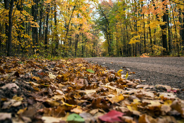 Naklejka premium Fallen Leaves Road