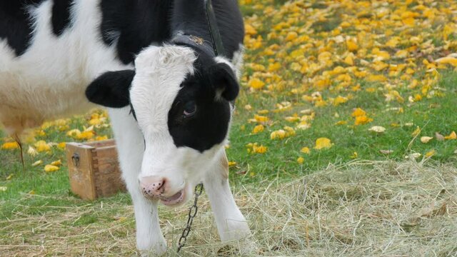 Young black and white bull calf grazing in the autumn meadow against the background of beautiful fallen yellow leaves in the countryside at the farm.