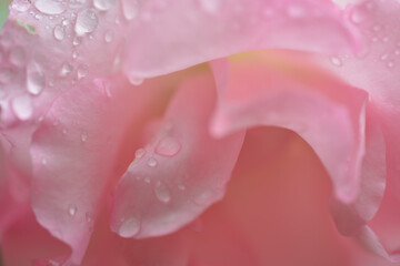 薔薇の花びらと雨粒
