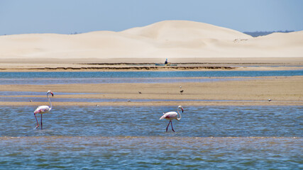 Two Flamingos and a Rowboat Mirage, Sundays River, South Africa