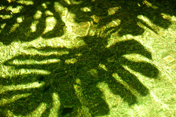 モンステラの影