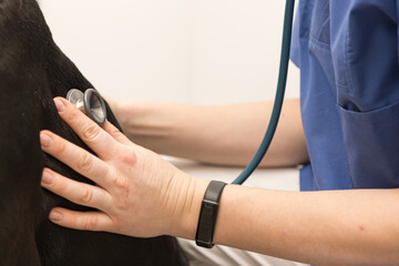 close up of a dog examination by a vet doctor with stethoscope in veterinary clinic