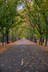 Autumnal road surrounded by large trees of yellow and green colors and fallen leaves on the ground