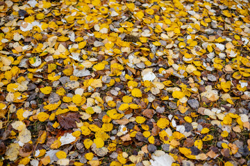 Pretty forest floor covered in fallen yellow and white leaves in the fall. Birch leaves.