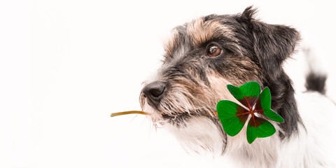 Jack Russell Terrier dog is holding a four-leaf clover lucky charm