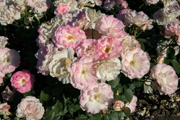 Floral. Roses blossom in the garden. Closeup view of beautiful Rosa Charles Aznavour flower cluster of light pink and white petals, spring blooming in the park.