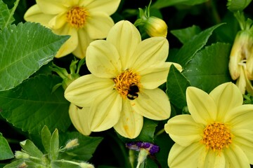 Closeup of yellow garden dahlias with a bumblebee