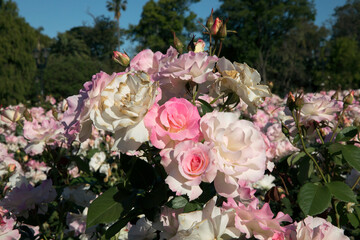 Floral. Roses blossom in the garden. Closeup view of beautiful Rosa Charles Aznavour flower cluster of light pink and white petals, spring blooming in the park.