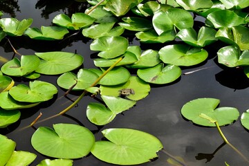 Frog on American white water-lily leaves on the pond