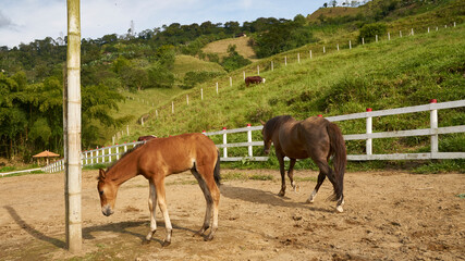 Beautiful mare with its foal standing together on pasturage in the stable corral.