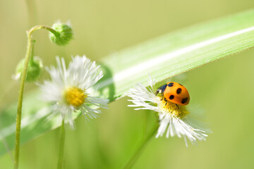 ナナホシテントウムシ