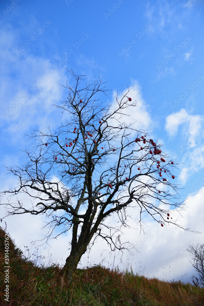 Sticker 柿の木と青空