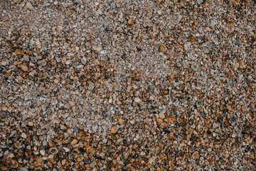 Seashell Texture