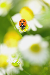 ナナホシテントウムシ