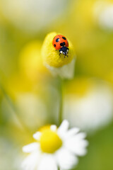 ナナホシテントウムシ