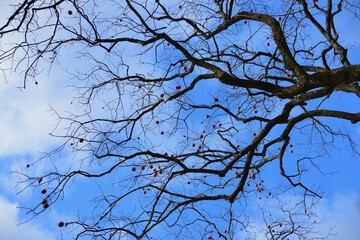柿の木と青空