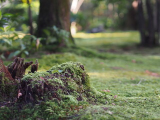 日本、京都、寺社、お寺、門